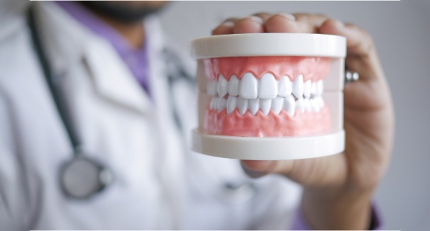 Médecin-dentiste présentant un modèle de dents